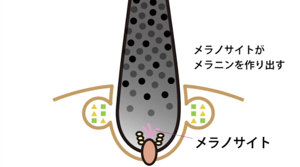 メラノサイト復活方法
