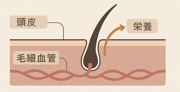 毛細血管と栄養